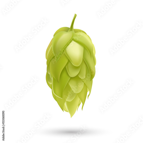 Hop plant 3d vector icon isolated on white background. Hops beer vector illustration.