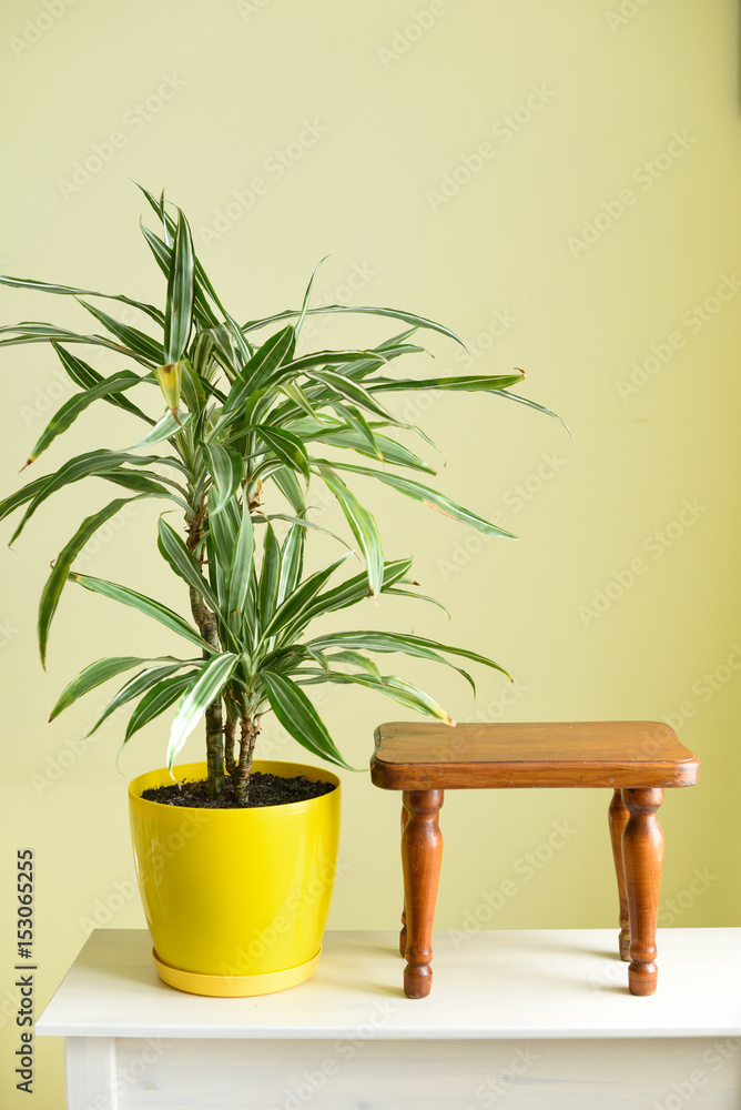 Yellow pot with palm tree next to a stool on a wooden table