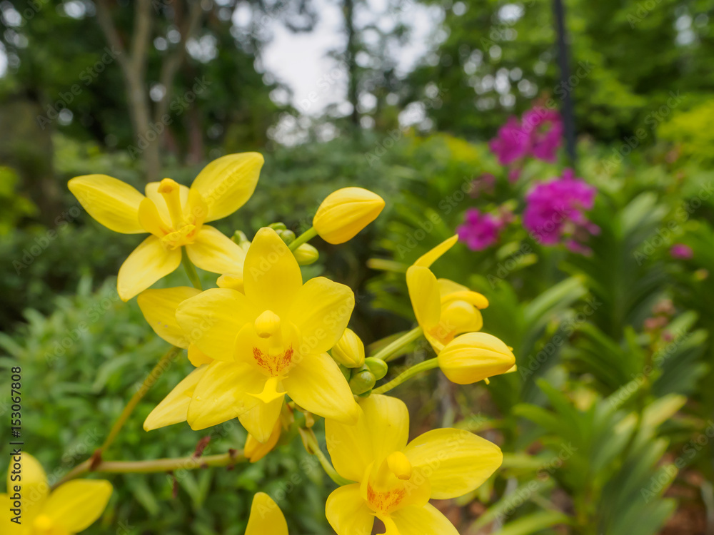 Orchid flower and green leaves background in garden.