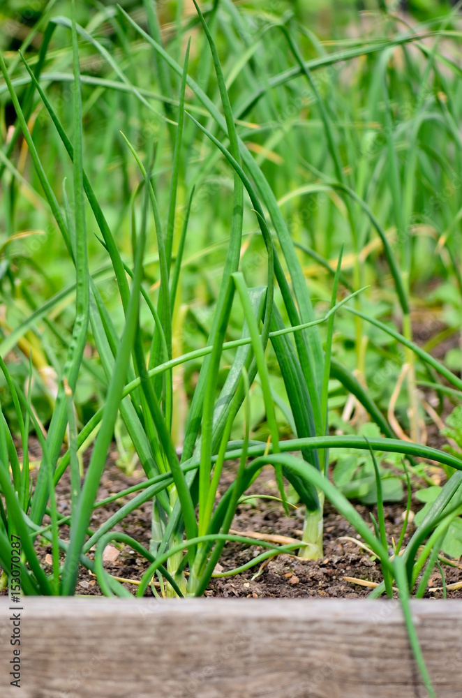 spring onions spring onions