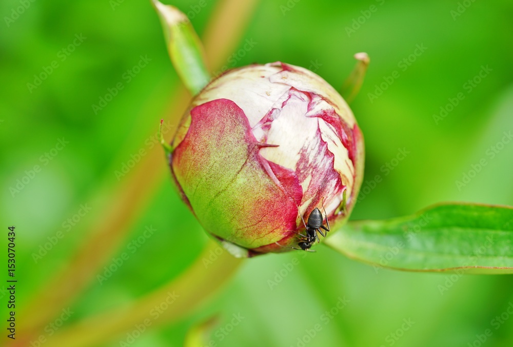 Ants on a pink peony flower bud Ants on a pink peony flower bud