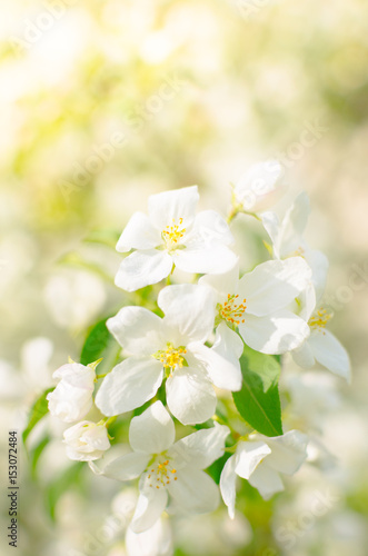 Fototapeta Naklejka Na Ścianę i Meble -  Branch of Apple blossoms