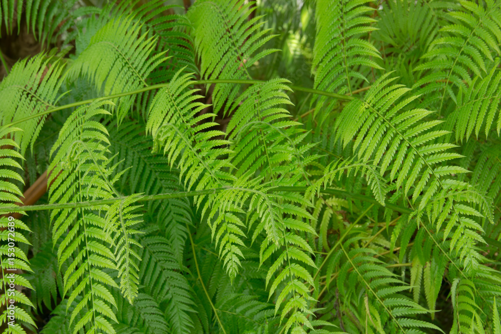 Pianta di felce Pianta di felce