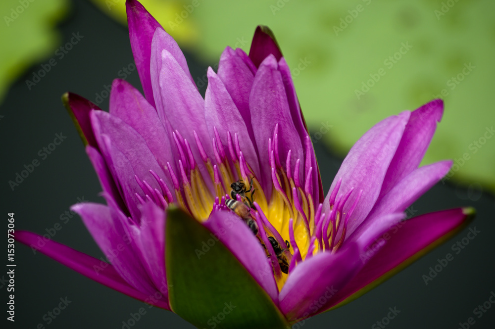 Purple lotus flower bloom and bee background Purple lotus flower bloom and bee background