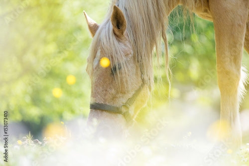Fototapeta Naklejka Na Ścianę i Meble -  cheval pré été lumière reflet manger herbe fleur brouter passion écurie