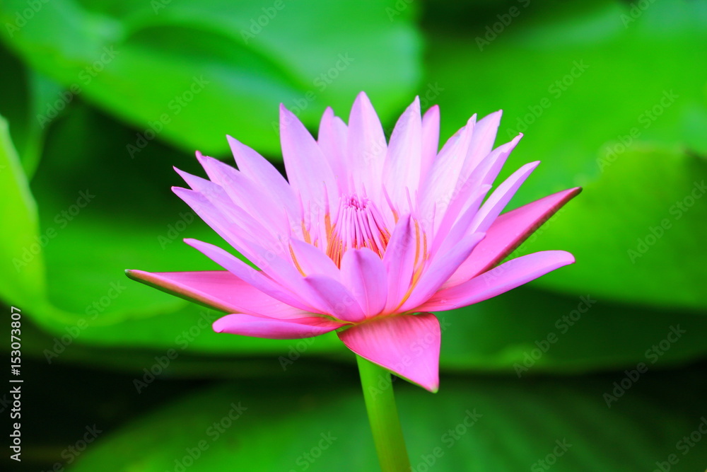 lotus flower or water lilly pink beautiful in nature lotus flower or water lilly pink beautiful in nature