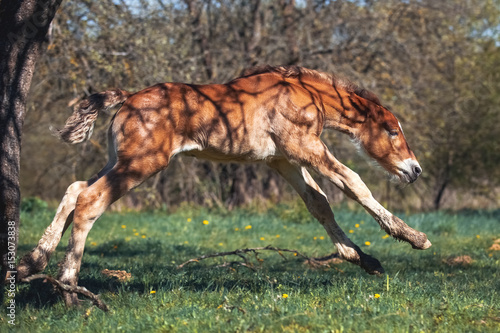 Red foal runs through the spring garden