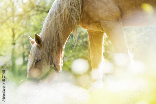 Fototapeta Naklejka Na Ścianę i Meble -  cheval pré été lumière reflet manger herbe fleur brouter passion écurie