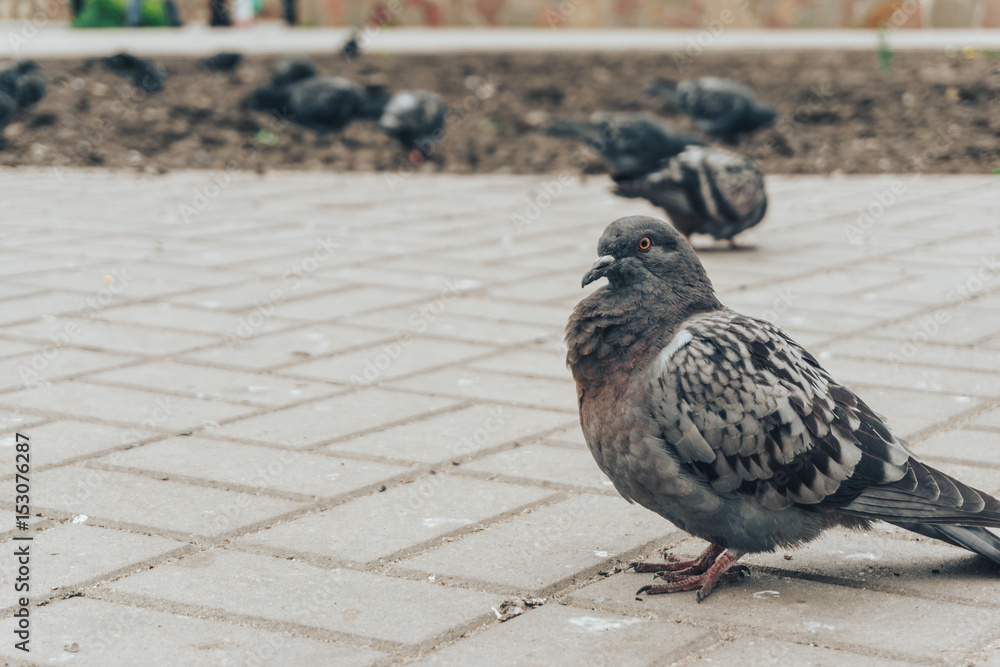 Obraz premium Ruffled pigeon on the sidewalk tile