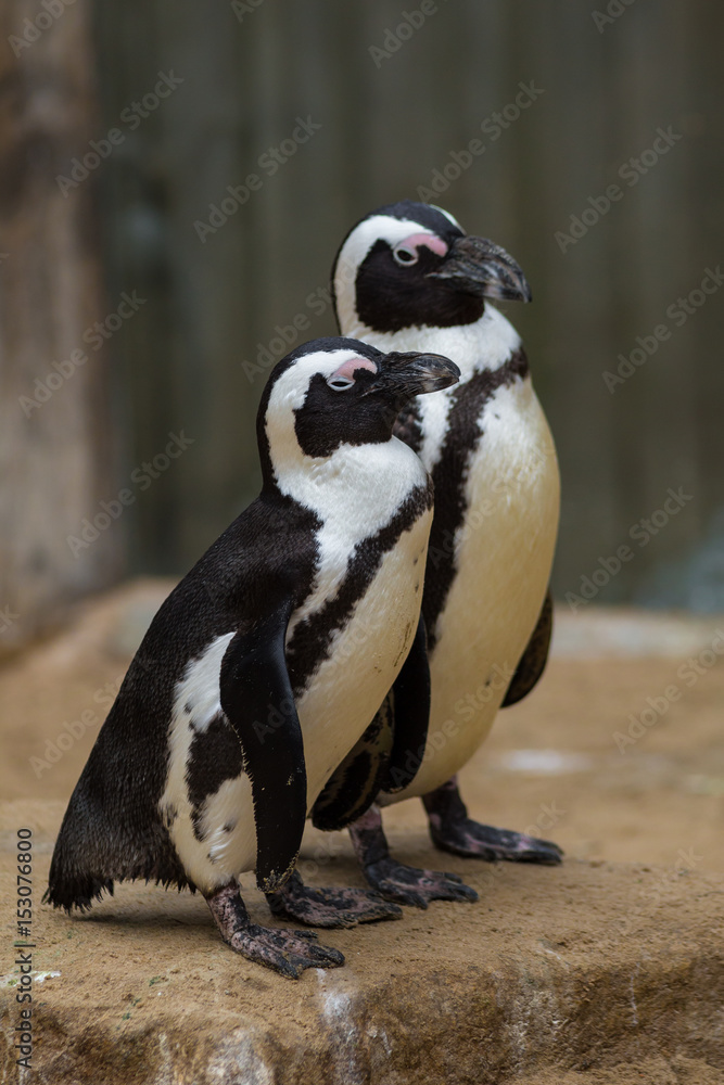 Obraz premium Brillenpinguin (Spheniscus)