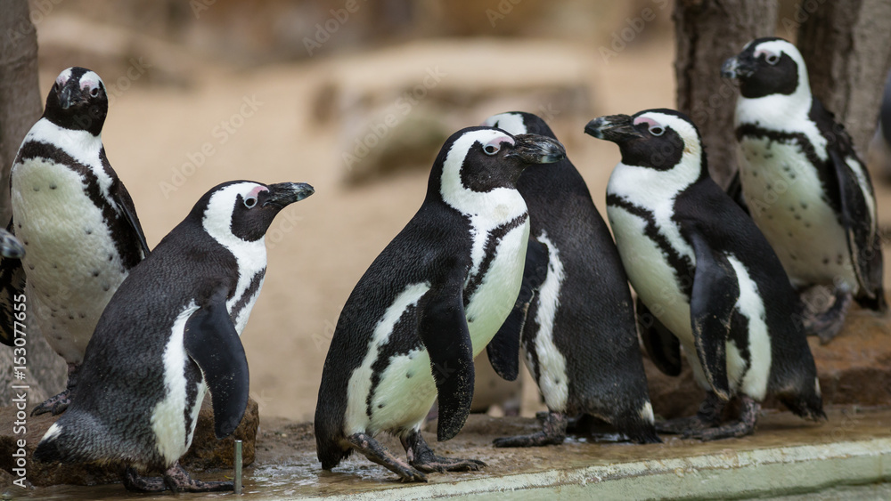 Fototapeta premium Brillenpinguin (Spheniscus)