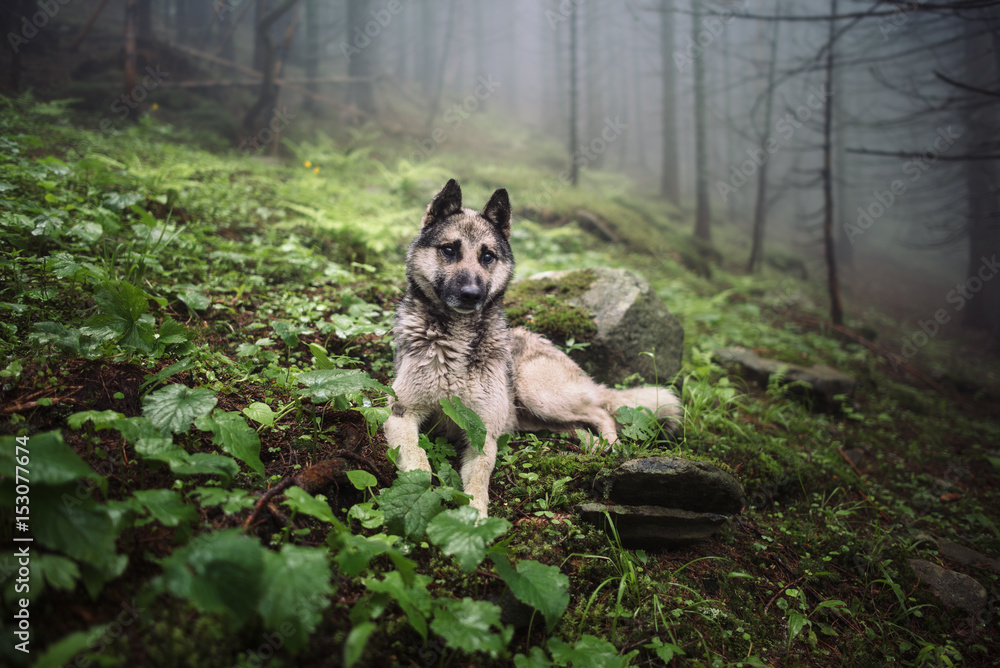 Dog sits in a mystical forest. Vintage look. Dog walking outdoors in a forest
