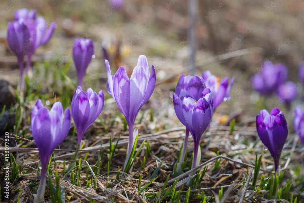 View at sunlit purple crocus flowers in springtime. Morning dew on petals of flowers View at sunlit purple crocus flowers in springtime. Morning dew on petals of flowers