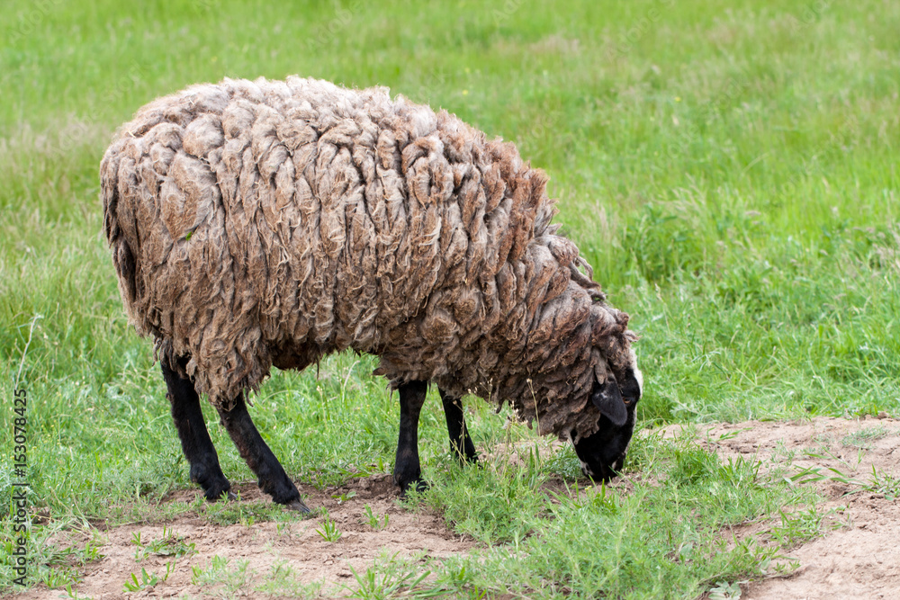 Sheep with dirty wool grazing in a meadow Sheep with dirty wool grazing in a meadow