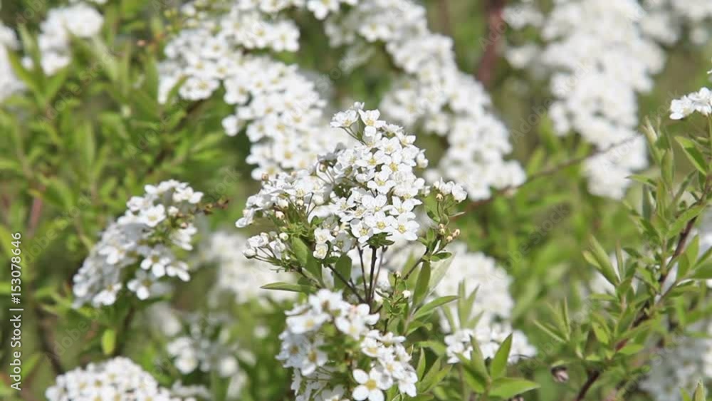 Beautiful jasmine white flowers Beautiful jasmine white flowers