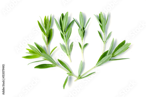 Fototapeta Naklejka Na Ścianę i Meble -  Thyme fresh herb isolated on white background