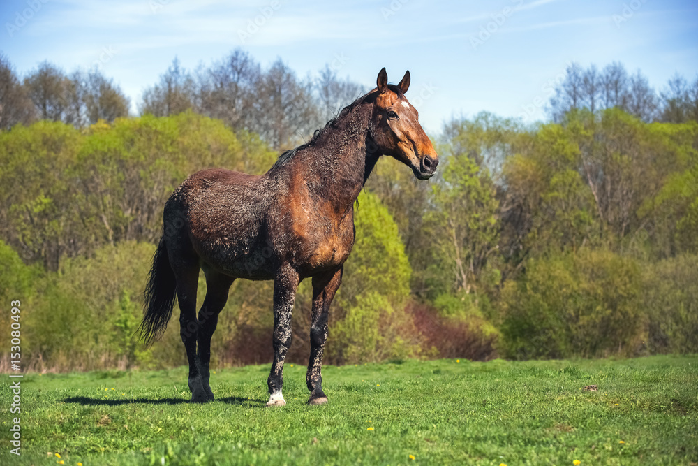 Obraz premium Bay dirty horse