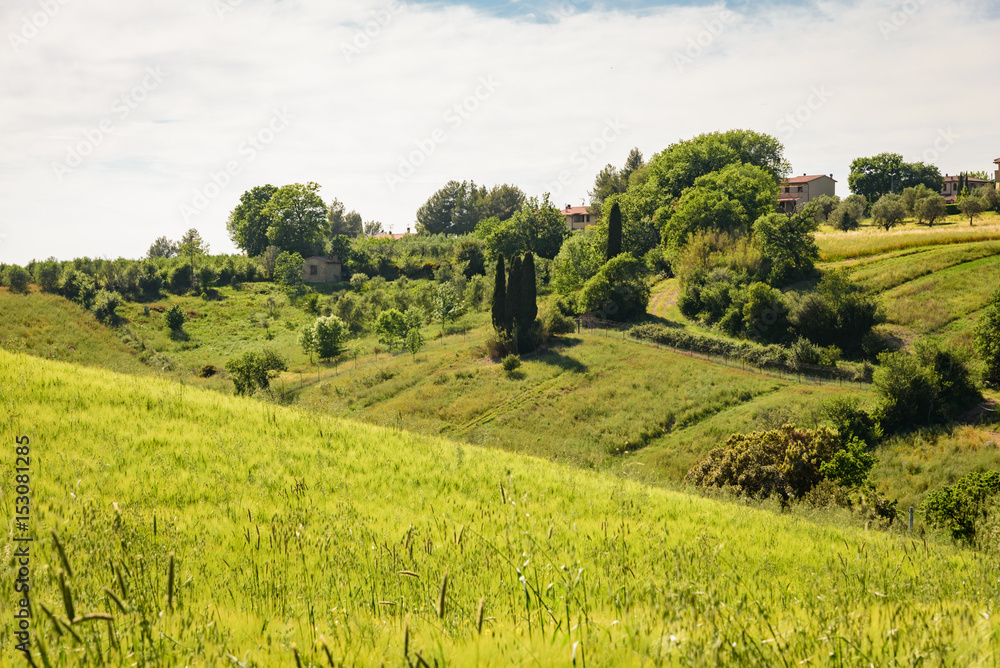 Fototapeta premium Tuscan countryside between ancient villages and green hills, in the Etruscan castagneto carducii and bolgheri coast