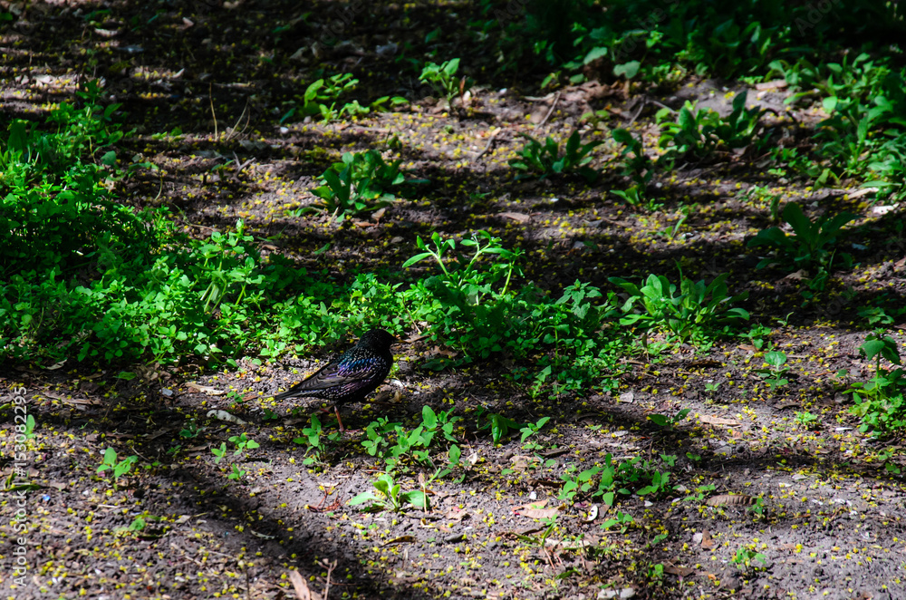 Common starling looking for food on a ground Common starling looking for food on a ground