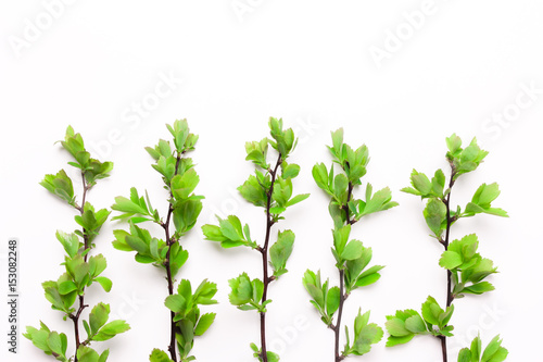 Branches with leaves of a tree, a bush, plants in a row