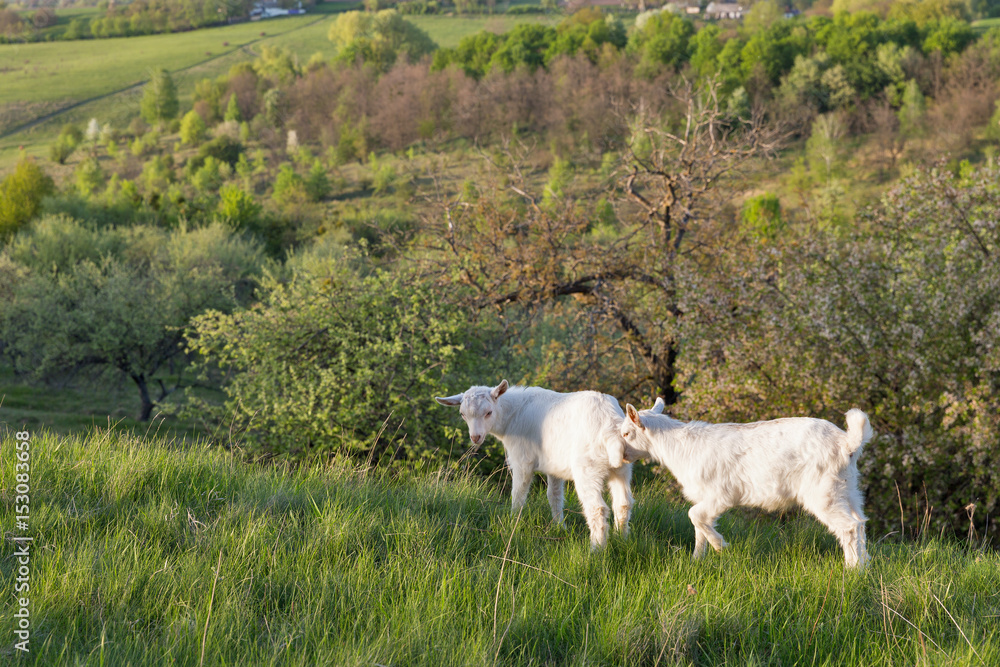 Obraz premium Domestic baby goatees in a pasture spring orchard closeup