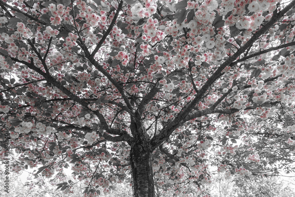Cerezo o Ciruelo Japones con Flores y con tratamiento fotografico del color Cerezo o Ciruelo Japones con Flores y con tratamiento fotografico del color