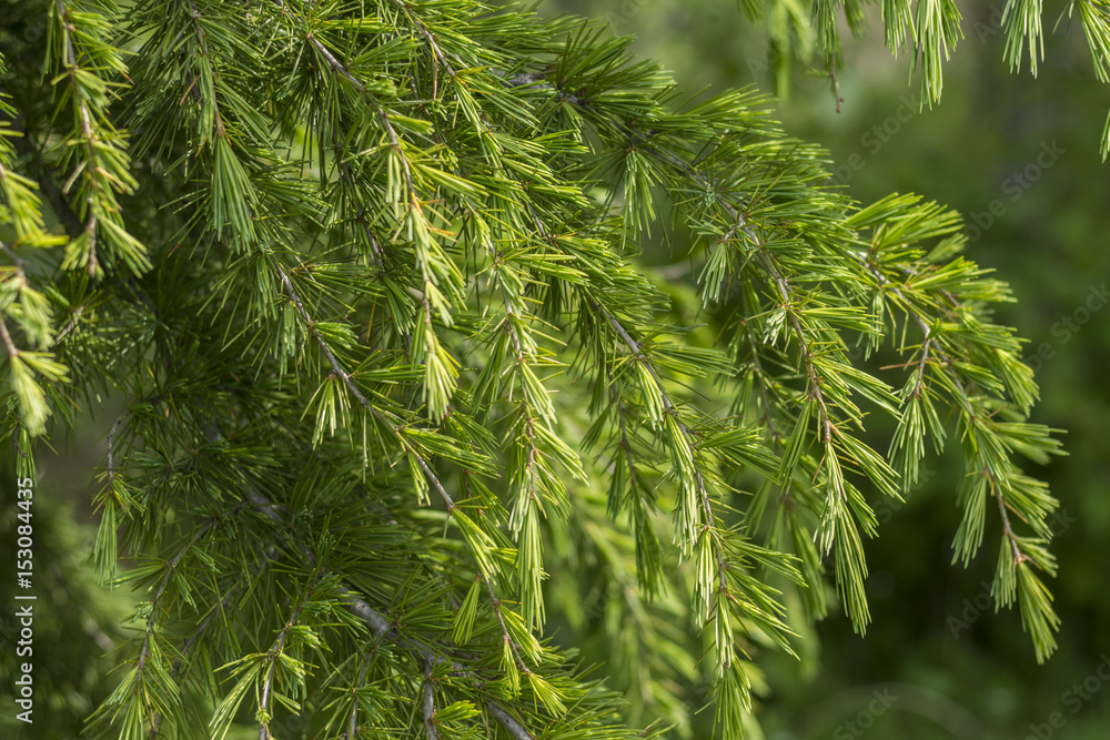 Cedrus deodara (Deodar Cedar, Himalayan Cedar) branches in spring Cedrus deodara (Deodar Cedar, Himalayan Cedar) branches in spring