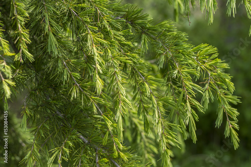 Cedrus deodara (Deodar Cedar, Himalayan Cedar) branches in spring photo