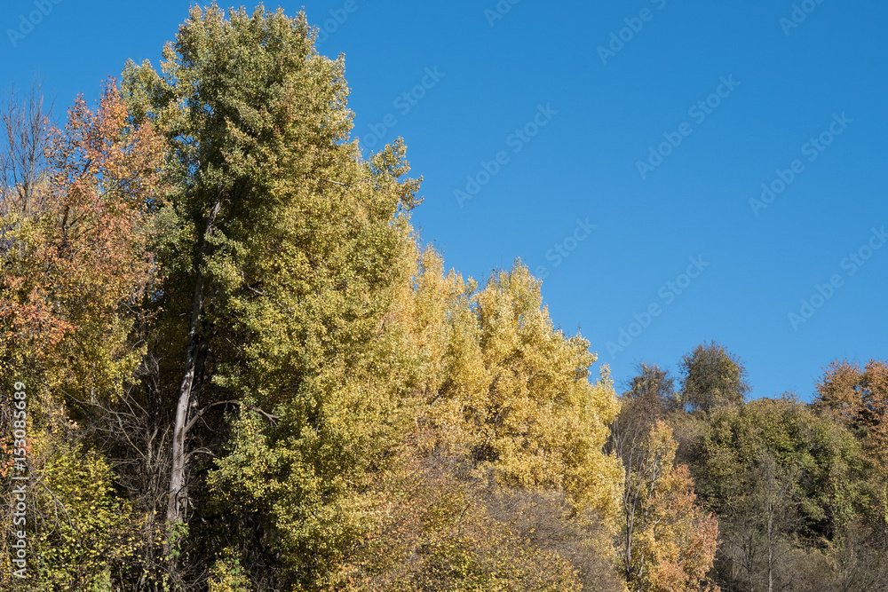 Herbst Bäume Wald Himmel Natur