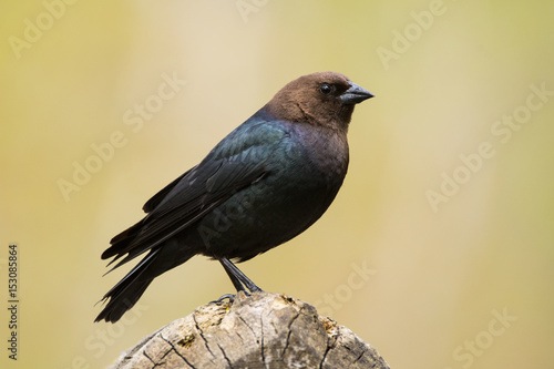 Brown-headed Cowbird