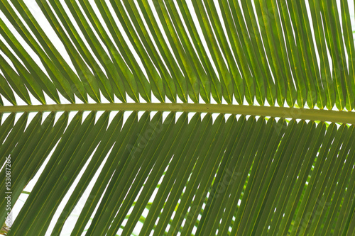 Coconut leaves beautiful