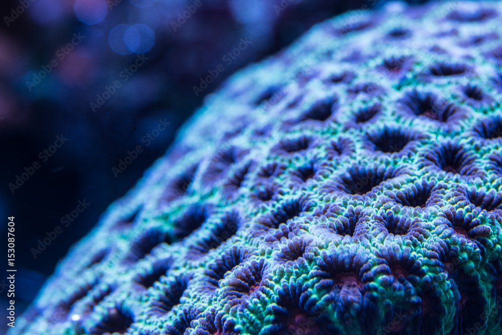 Fototapeta premium Acanlord zoa corals abstract macro