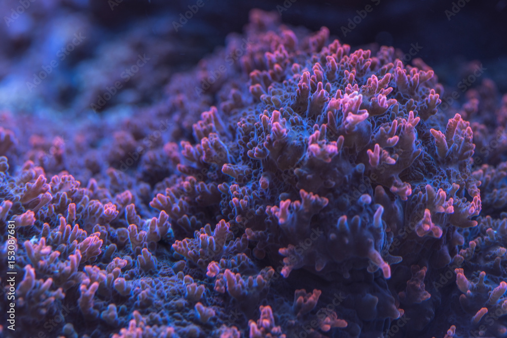 Fototapeta premium Closeup image of soft coral colony tentacles