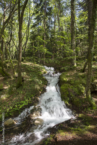 Fototapeta Naklejka Na Ścianę i Meble -  waterfall stream through the forest 
