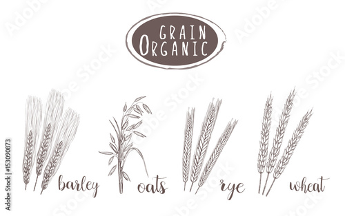 Organic grain sketch illustration. Hand drawing wheat, barley, oats, rye ear set