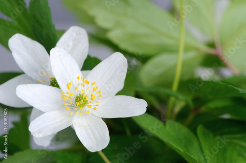 Beautiful white wood anemone  anemone nemorosa  flowers with leaves as a background