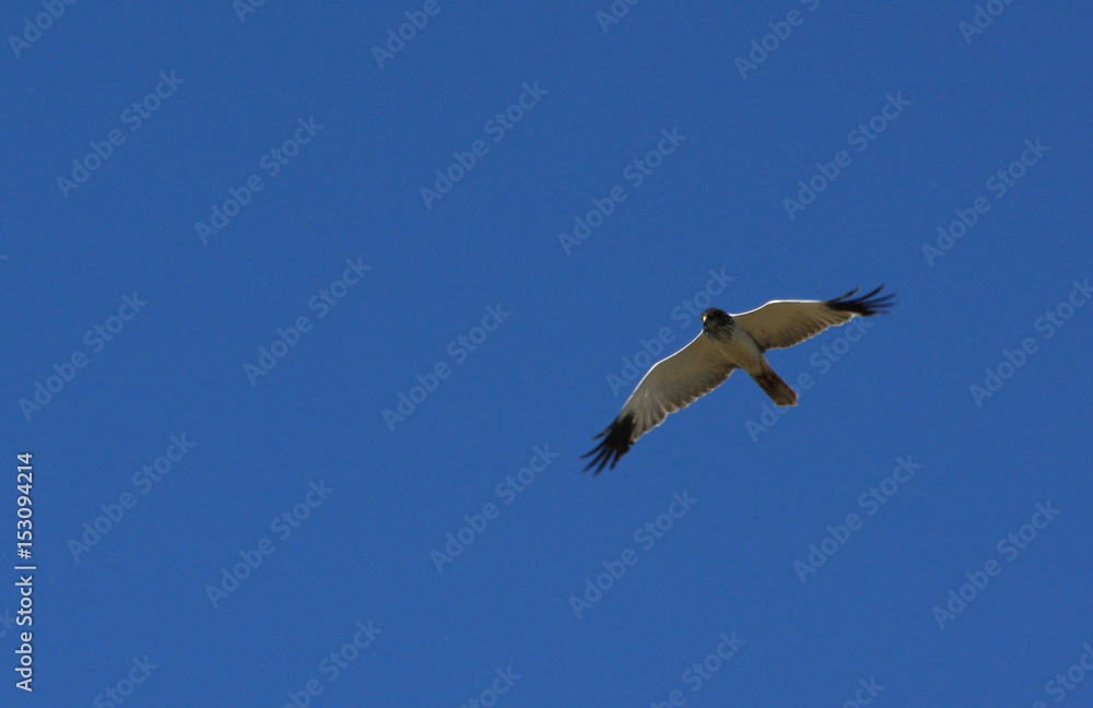 flying Seagull