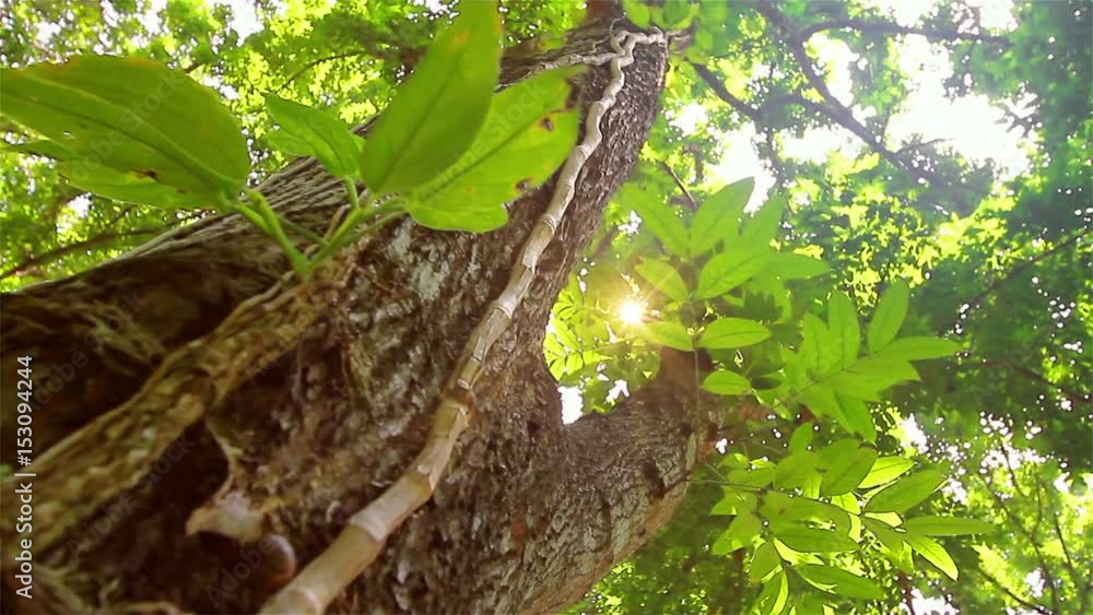 Dolly tropical forests in Asia, Thailand Dolly tropical forests in Asia, Thailand