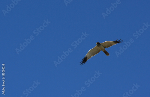flying Seagull