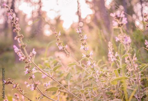 Wild purple sage ( salvia) flowers at sunset. Romantic spring summer background