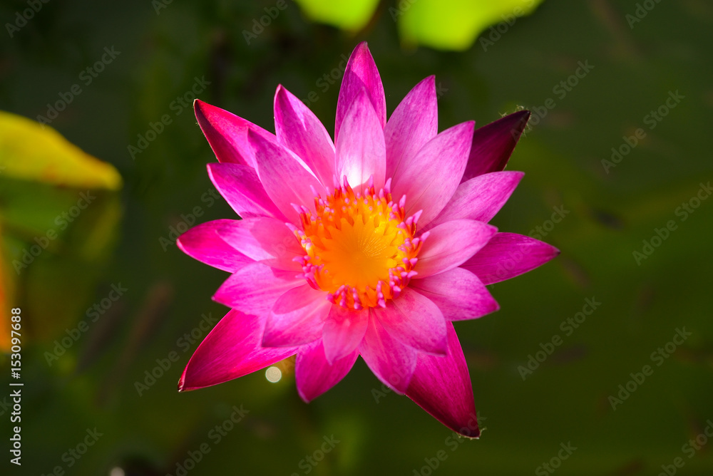 closed up beautiful waterlily or lotus flower closed up beautiful waterlily or lotus flower