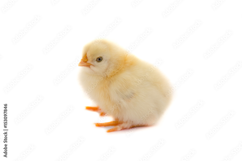 Small chicken isolated on a white background. Authentic farm series.