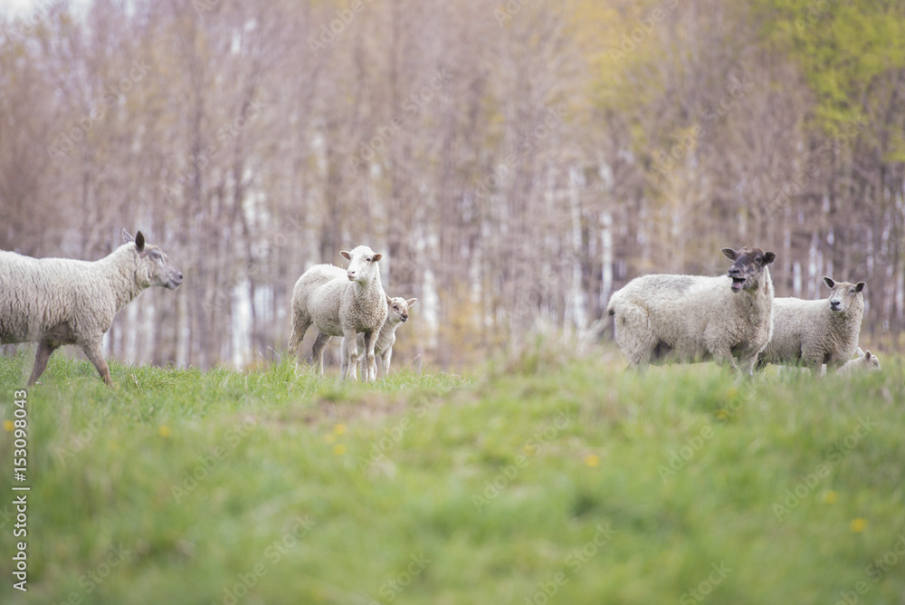 Fototapeta premium Sheep in sunlight