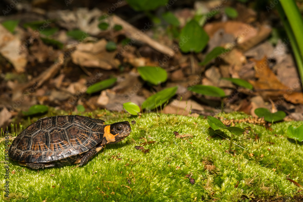 Obraz premium Bog Turtle (Glyptemys muhlenbergii)