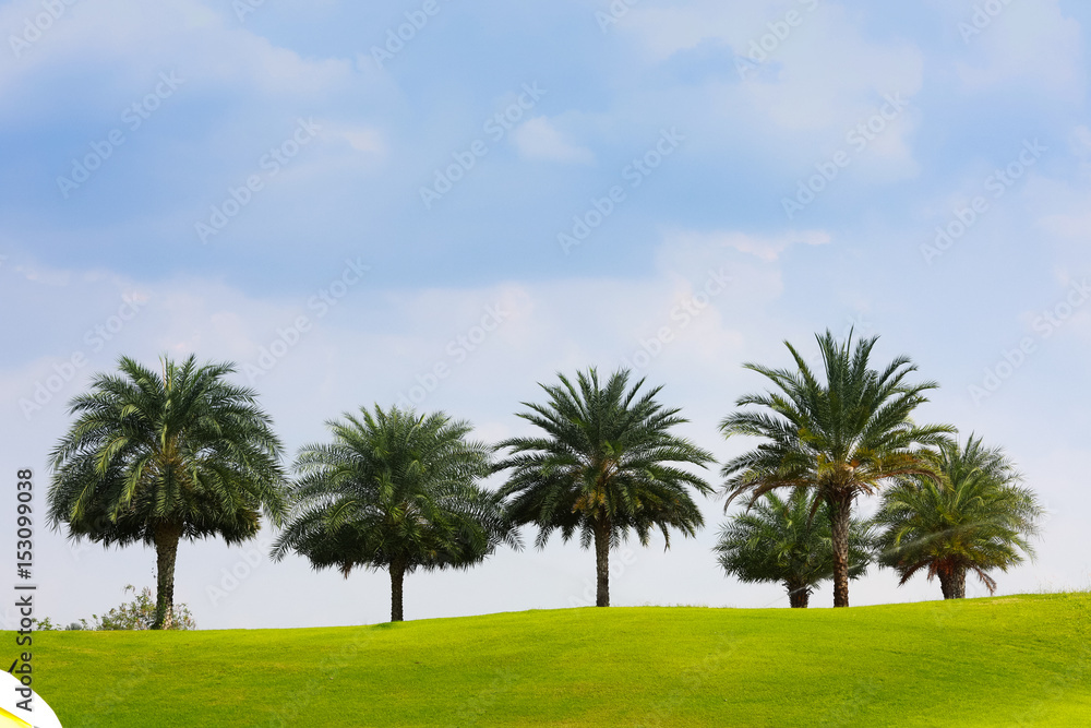 Blue sky and green grass and palm trees on golf  coures