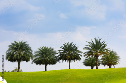 Blue sky and green grass and palm trees on golf  coures © NVB Stocker