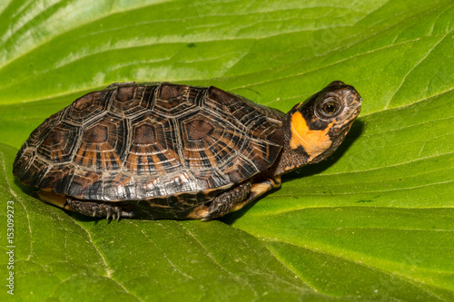 Bog Turtle (Glyptemys muhlenbergii)