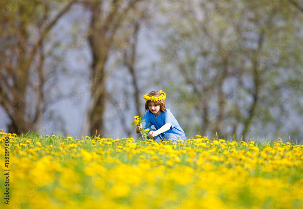 Obraz premium Boy with Blond Hair Picking Dandelions on a Meadow