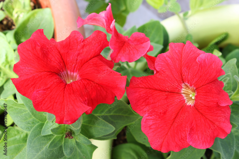 Red large petunia flowers Red large petunia flowers