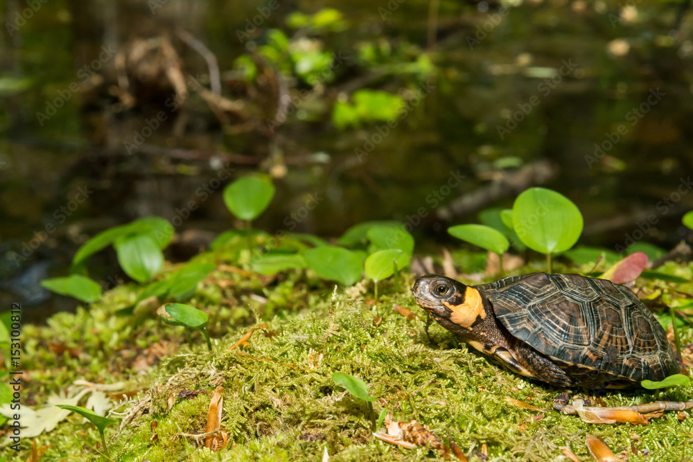 Obraz premium Bog Turtle (Glyptemys muhlenbergii)